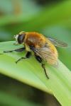 Merodon equestris