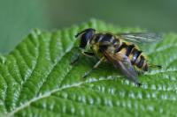 Myathropa florea