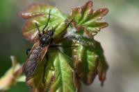 Empis tessellata