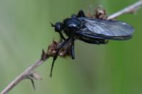 Empis ciliata