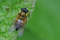 Epistrophe eligans