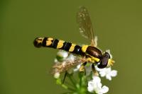 Sphaerophoria scripta