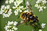 Myathropa florea