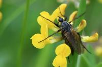 Empis tessellata