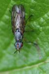 Dorycera graminum