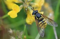 Chrysotoxum cautum