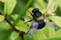 Volucella bombylans