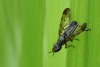 Dorycera graminum