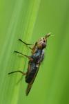Dorycera graminum