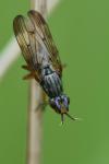 Dorycera graminum