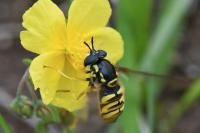 Chrysotoxum cautum