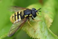 Chrysotoxum cautum
