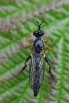 Dioctria rufipes