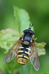 Chrysotoxum cautum