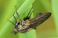 Empis tessellata