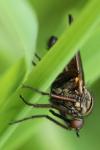 Empis tessellata