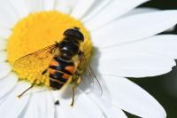Myathropa florea
