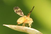 Oxyna flavipennis