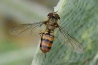 Episyrphus balteatus