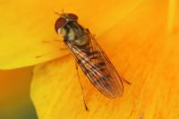 Episyrphus balteatus