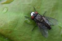 Metopia argyrocephala