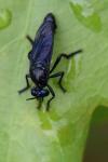 Dioctria atricapilla