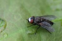 Metopia argyrocephala