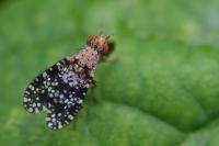Trypetoptera punctulata
