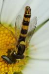 Sphaerophoria scripta