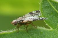 Tephritis neesii