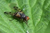Otites porcus