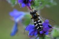 Scaeva pyrastri