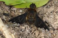Hemipenthes morio