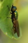 Chloromyia formosa