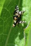 Urophora quadrifasciata