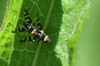 Urophora quadrifasciata