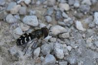 Scaeva pyrastri