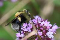 Volucella bombylans