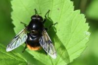 Volucella bombylans