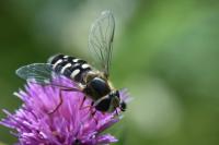 Scaeva pyrastri
