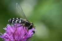 Scaeva pyrastri