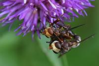 Sicus ferrugineus