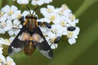 Chrysops viduatus