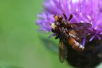 Sicus ferrugineus