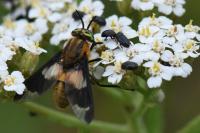Chrysops viduatus