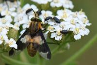 Chrysops viduatus