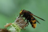 Volucella zonaria