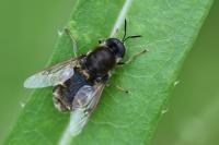 Stratiomys singularior
