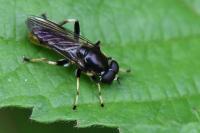 Xylota sylvarum