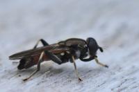 Xylota segnis